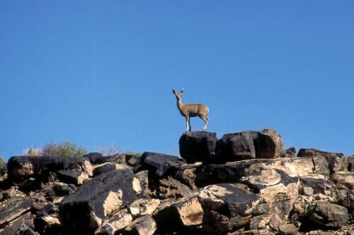 Canyon Road Campsite (8)