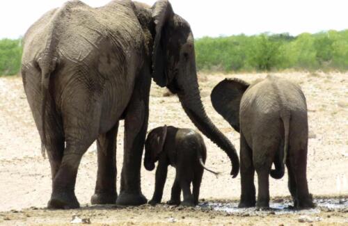 Etosha King Nehale (11)