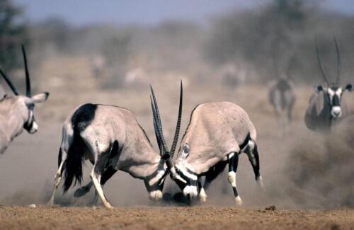 Etosha Safari Campsite (6)