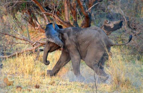 Etosha Safari Campsite (7)