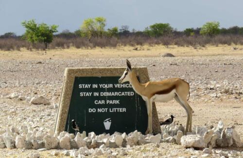 Etosha Safari Campsite (8)