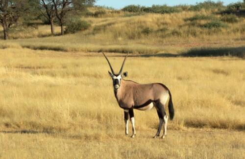 Kalahari Anib Campsite (10)