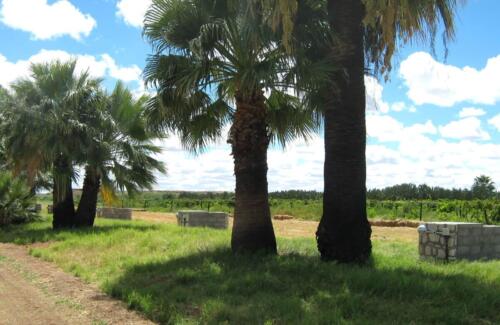 Kalahari Farm Campsite (12)