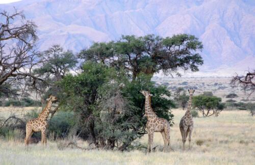 Namib Desert Campsite (3)