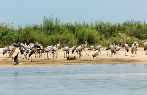 Zambezi Mubala Campsite (5)